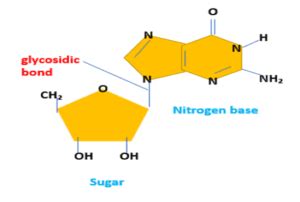 Glycosidic bond definition and structure - Science Query