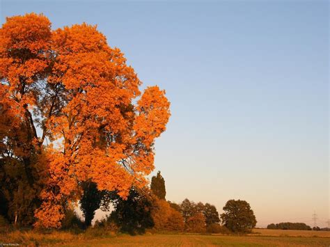 Wallpaper Sunlight Trees Landscape Leaves Nature Grass Sky