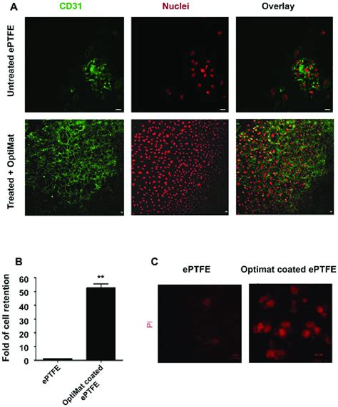 Endothelial Cells Grow As Uniform Monolayer On OptiMat Coated EPTFE