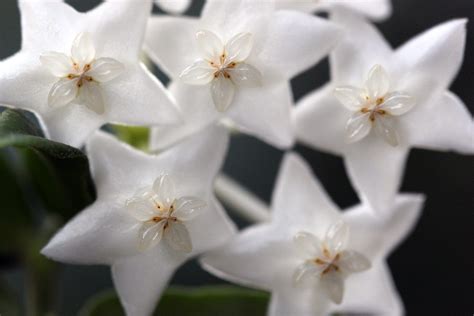 Hoya Lanceolata Bella ‘white Plants Flowers Bella