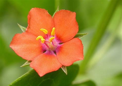 Anagallis Arvensis Scarlet Pimpernel