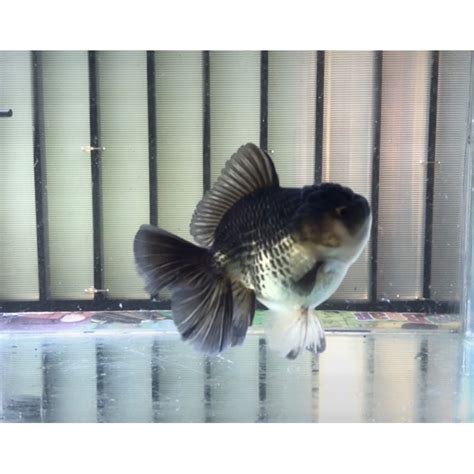 jual oranda rosetail shopee indonesia