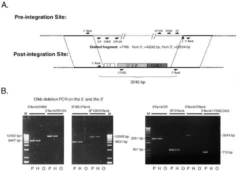 Genomic Deletions Created Upon LINE 1 Retrotransposition Cell