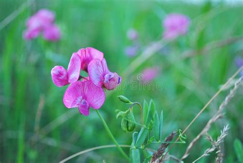 Ervilhas Doces Lathyrus Odoratus Flores Cor De Rosa Na Grama Verde E