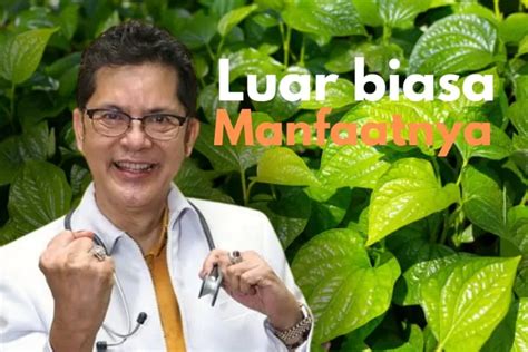 Manfaat Luar Biasa Daun Sirih Yang Jarang Diketahui Begini