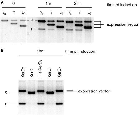 A Timecourse Of In Vivo Recombination Of A Plasmid With Two Dif Sites