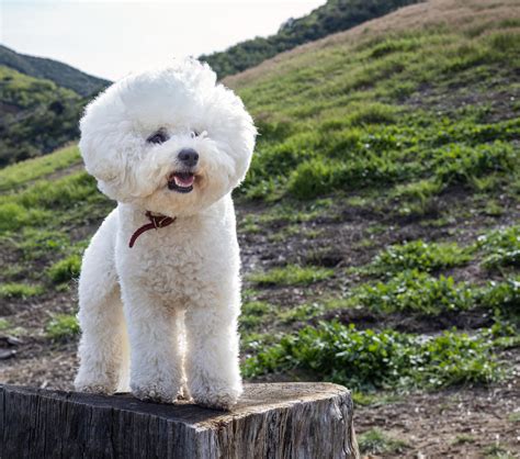 Bichon Frise vs Maltipoo: Choosing the Perfect Companion