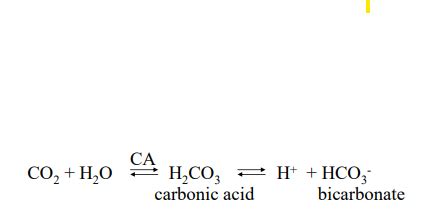 Oxygen And Carbon Dioxide Transport Flashcards Quizlet