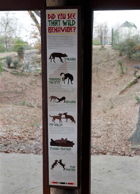 Pa. zoo: Wild dogs killed boy who fell in exhibit