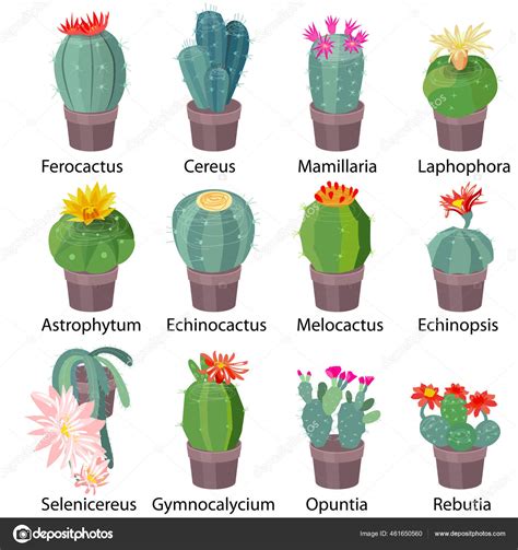 Set Different Succulents Interior Decorating Real Latin Names Cactuses