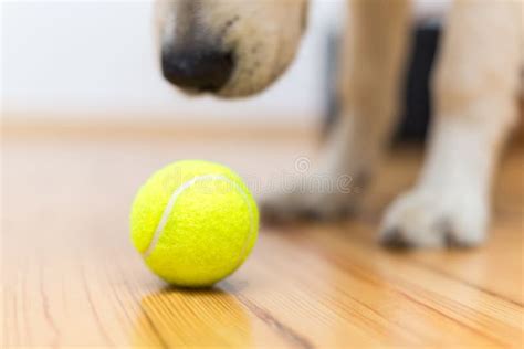 Golden Retriever Puppy with Toy Ball Stock Image - Image of floor ...