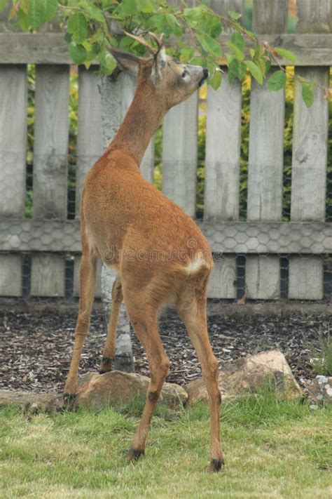 Roe Deer Scottish Highands Scotland Stock Image Image Of Brown