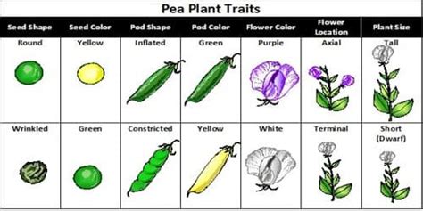 Why did Mendel Select Pea-plant for his Experiment? - QS Study