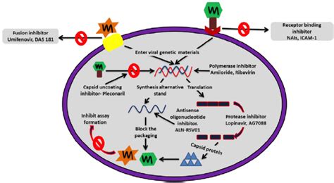 Schematic representation of fusion protein and their role in viral ...