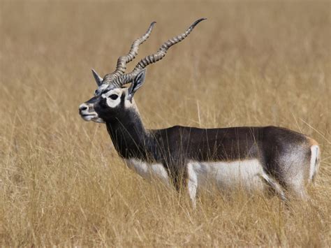 Blackbuck Antelope – ecoheritage.cpreec.org