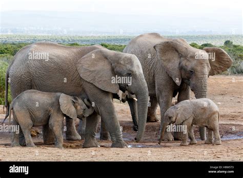 African bush elephant family structure Mom Stock Photo - Alamy