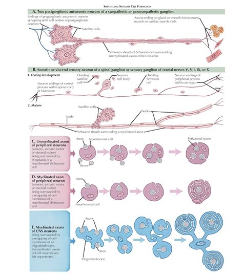 DEVELOPMENT OF MYELINATION AND AXON ENSHEATHMENT - pediagenosis