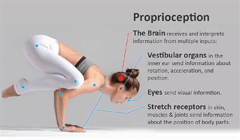 Proprioception Better Posture Better Balance