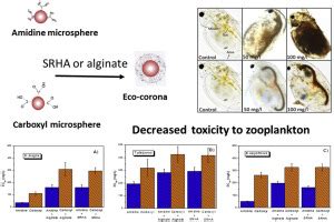 Influence Of Nanoplastic Surface Charge On Eco Corona Formation