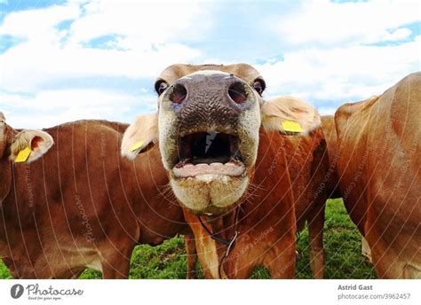 Funny cow photo with astonished cow with open mouth - a Royalty Free ...