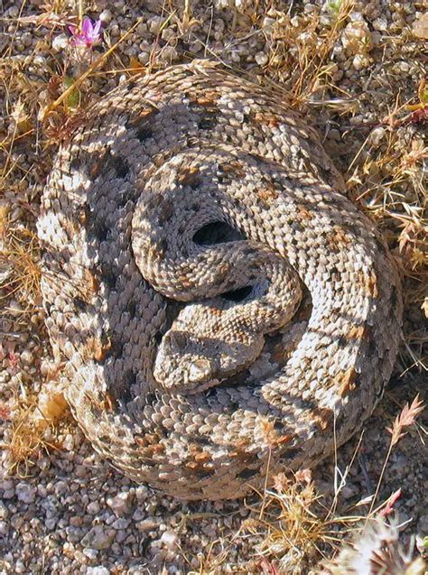 Sidewinder Rattlesnake | The Animal Facts | Appearance, Diet, Behavior