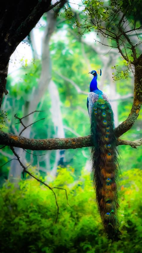 Peacock wallpaper | Wildlife wallpaper, Peacock images, Wildlife ...