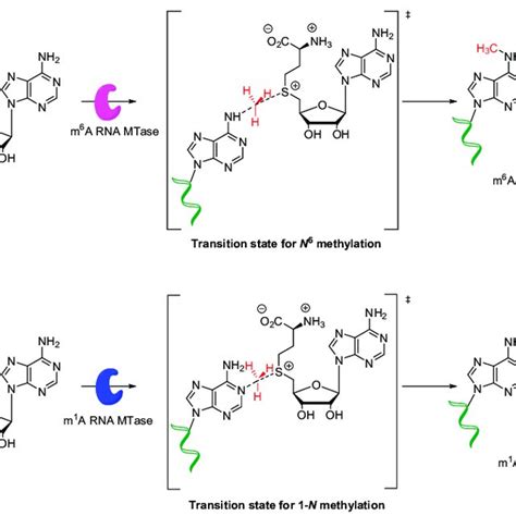 Scheme 1 Rna Mtases Catalyzed Methylation Of Adenosine At The N 6 And