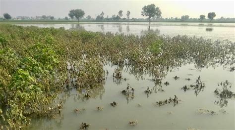 Heavy Rain Damages Standing Crops Over 45 Lakh Hectares India News