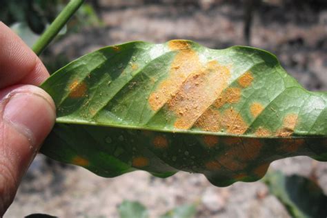 La Roya Del Caf Principal Problema De Alto Impacto Para La