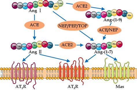 Simplified View Of Aceang Iiat 1 Axis And Ace2ang 1 7mas Axis