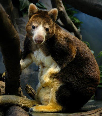 Tree Kangaroo Conservation Program