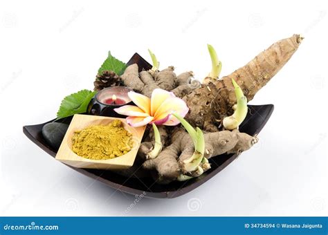 Phlai Thai Name Zingiber Cassumunar Roxb Stock Images Image 34734594