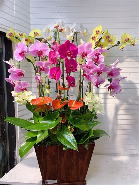 Orchid Arrangement #02 – Kimanh Flowers