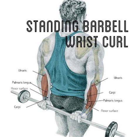 Standing Barbell Wrist Curl - Everything About Fitness