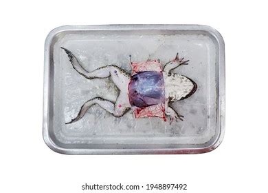 266 Frog lungs Images, Stock Photos & Vectors | Shutterstock