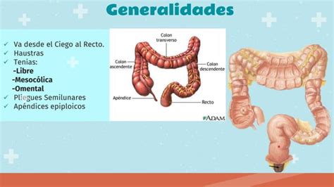 Enfermedad Diverticular Del Colon Pptx