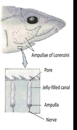 Diagram of the ampullae of Lorenzini (Hickman, 1994). | Download ...