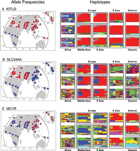 Global Allele Frequencies And Haplotype Patterns At Three Genes With