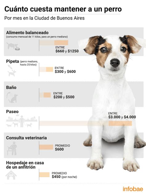 Cuánto Cuesta Mantener Un Perro En La Ciudad De Buenos Aires Infobae