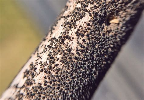 blackleg resistance   breaking   alberta  western producer