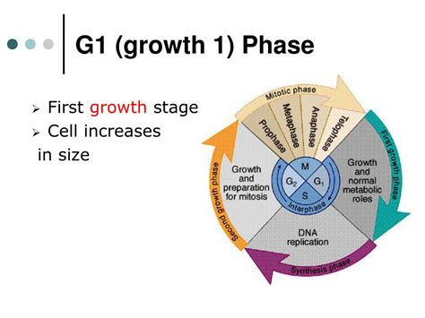 Ppt Chromosomes The Cell Cycle And Mitosis Powerpoint Presentation