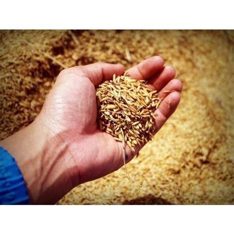 Natural Basmati 1718 Paddy Seeds 10 Packaging Size 5 Kg At Rs 150