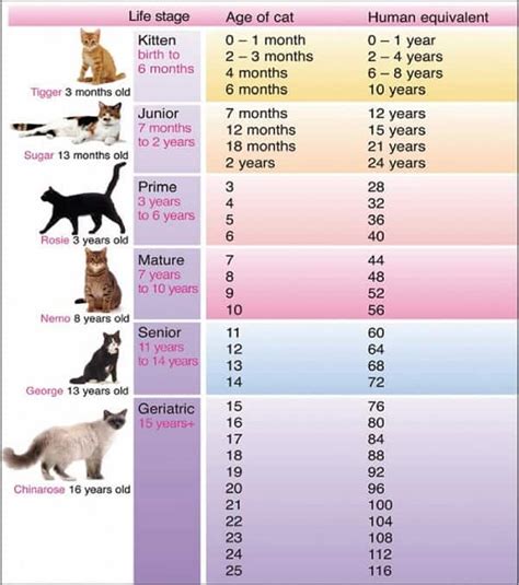 Top 20 Kitten Facts - Birth, Behavior, Development & More - Facts.net