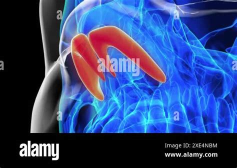 Alar cartilage Stock Videos & Footage - HD and 4K Video Clips - Alamy