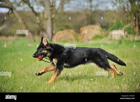 playing German Shepherd Stock Photo - Alamy