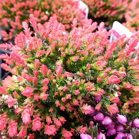 Spring Torch Heather For Sale Online The Tree Center