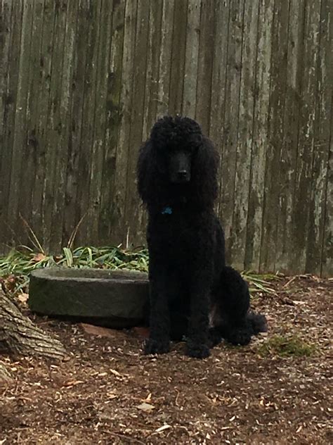 Name For Standard Poodle Puppy at Kaitlyn Devine blog
