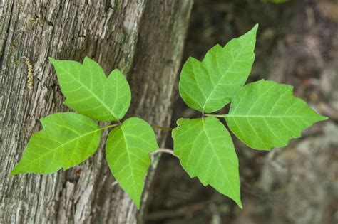 What Does Poison Ivy Look Like