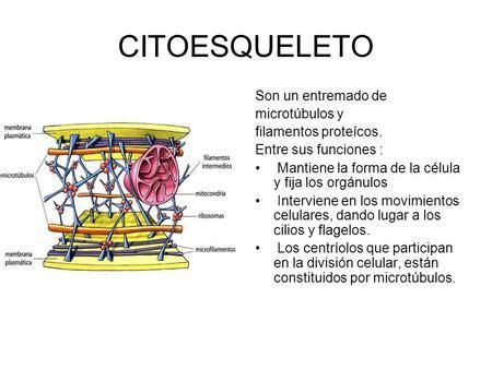 Citoesqueleto Son Un Entremado De Microt Bulos Y Filamentos Prote Cos