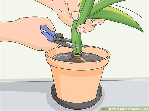 Easy Ways To Store Amaryllis Bulbs Steps With Pictures